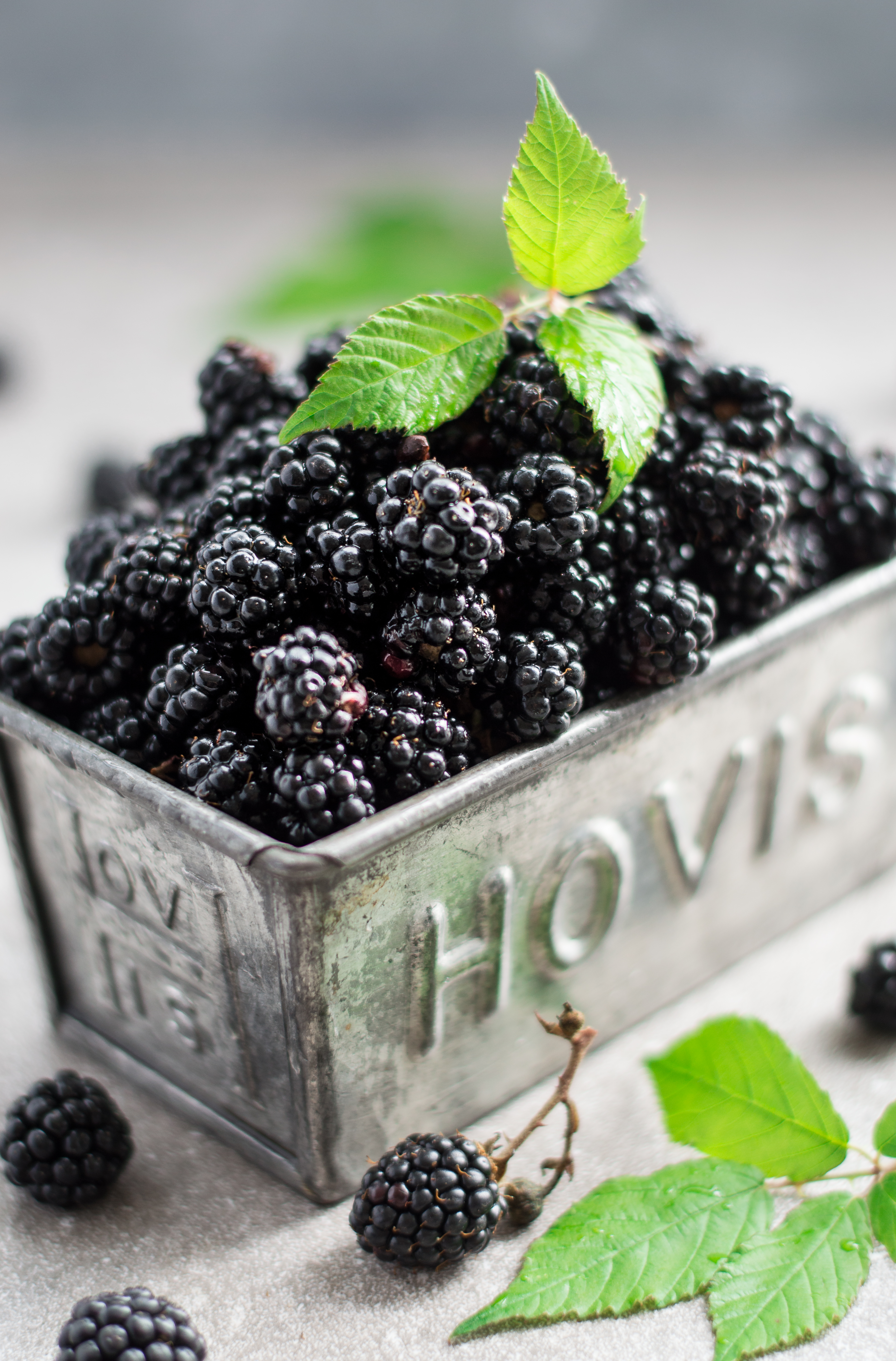 Blackberries in gret tin with mint leaves